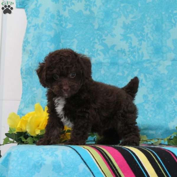 Mikey, Toy Poodle Puppy